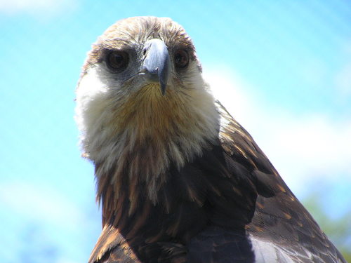 Madagascar Fish-Eagle