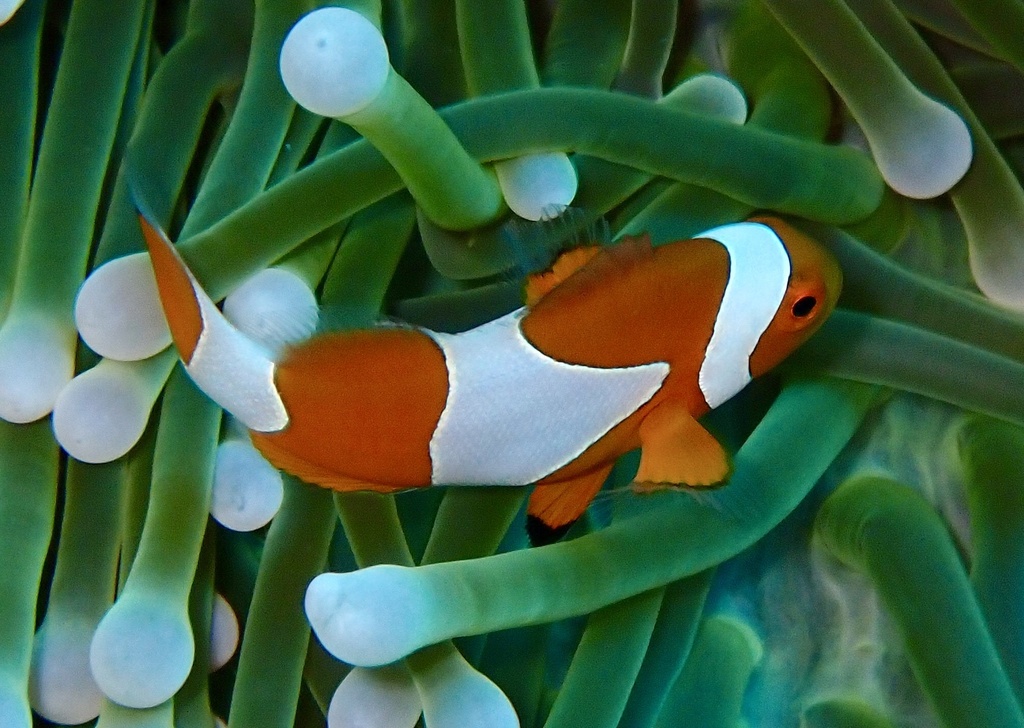 Ocellaris Anemonefish from Pacific Ocean, West Papua, ID on October 27 ...