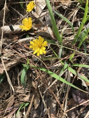 Hieracium venosum