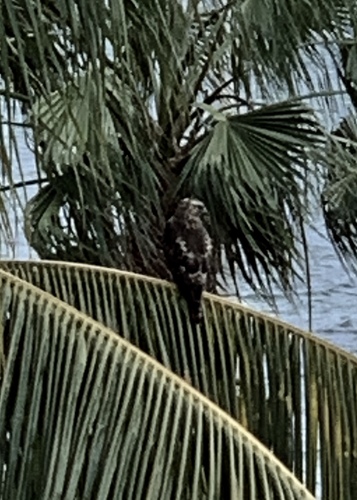 Buteo jamaicensis image