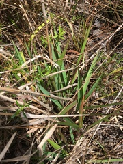 Dichanthelium scabriusculum