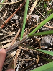 Dichanthelium scabriusculum