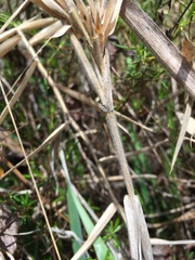 Dichanthelium scabriusculum