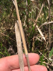 Dichanthelium scabriusculum