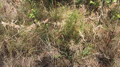 Dichanthelium scabriusculum