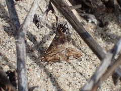 Odontiinae