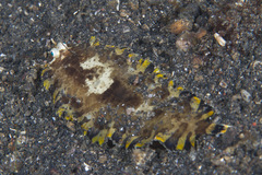 Liachirus melanospilos