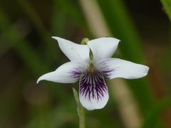 Viola lyallii