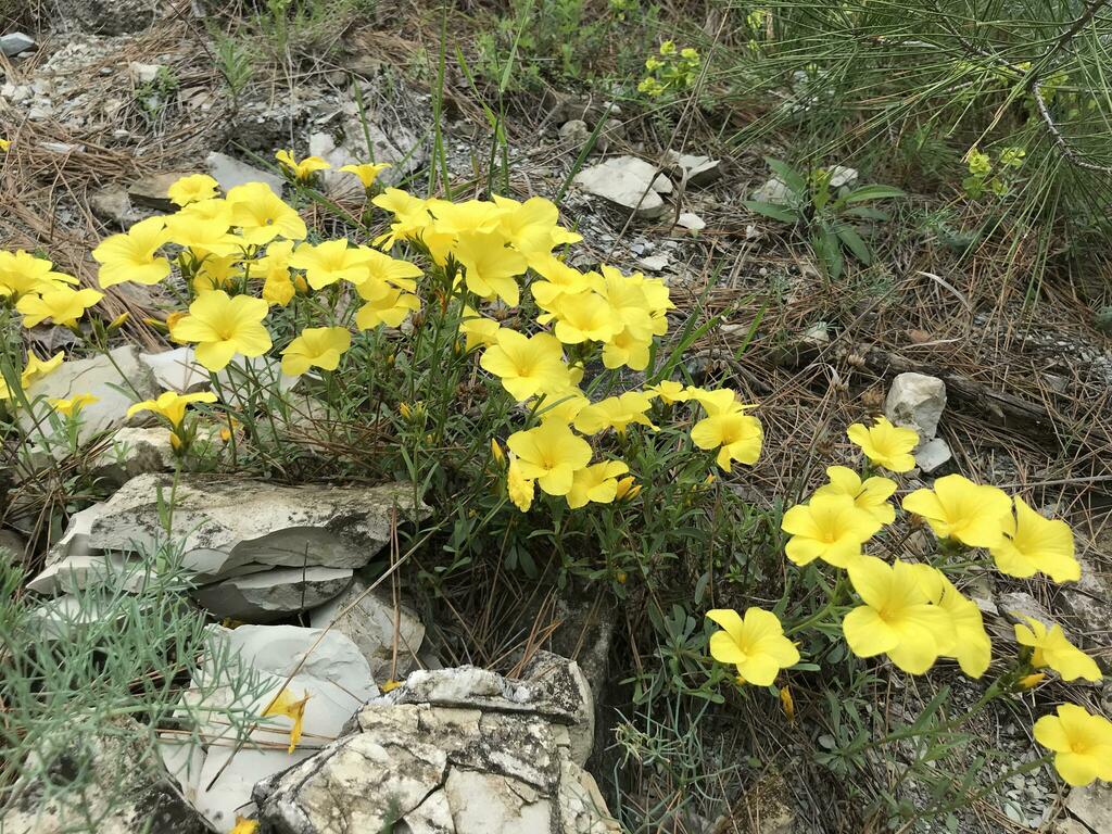 Linum tauricum; photograph (c) Наталья Пикалова, some rights reserved (CC BY)