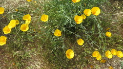 Eschscholzia minutiflora