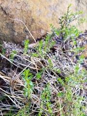 Galium cliftonsmithii