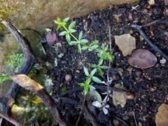 Galium cliftonsmithii