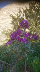 Matthiola incana