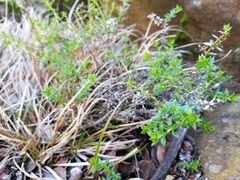 Galium cliftonsmithii