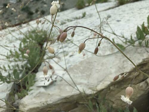 Image of Silene csereii by (c) Наталья Пикалова, some rights reserved (CC BY)