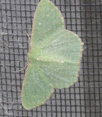 Eucyclodes metaspila