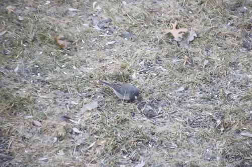 Cassiar Junco photographed in Minnesota