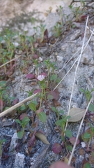 Centranthus calcitrapae