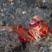 Humpback Prawn - Photo (c) Mark Rosenstein, some rights reserved (CC BY-NC), uploaded by Mark Rosenstein