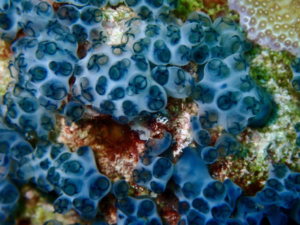 Laughing Sea Squirt