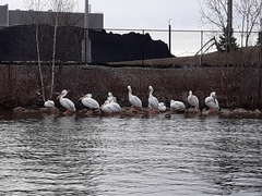 Pelecanus erythrorhynchos