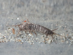 Allacrotelsa spinulata