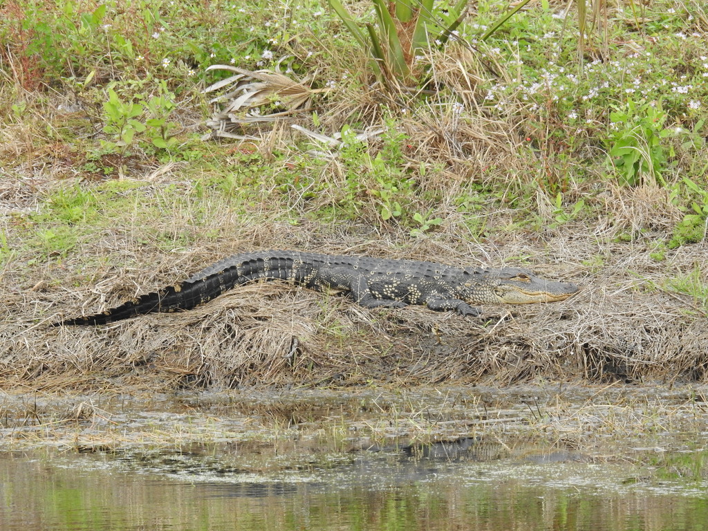 American Alligator from 6791 San Casa Dr, Englewood, FL 34224, USA on