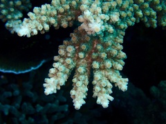 Acropora florida image