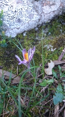 Crocus corsicus