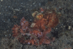 Callistoctopus luteus