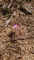 Crocus minimus