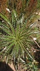 Ptilostemon casabonae