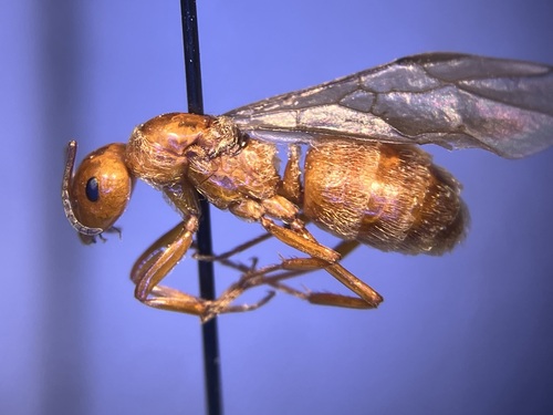 Formica ciliataFormica ciliata