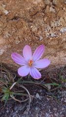 Crocus corsicus