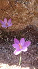 Crocus corsicus
