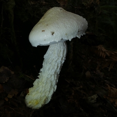Austroboletus niveus
