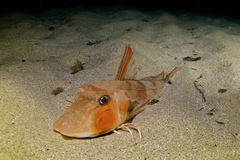 Chelidonichthys lucerna