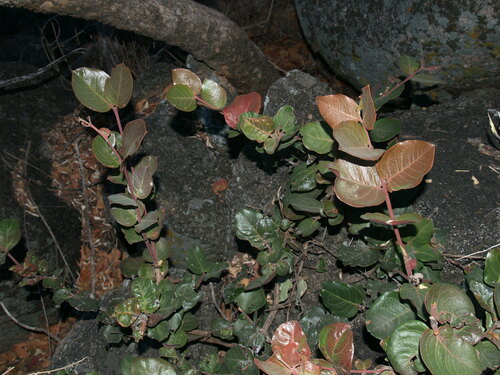 Round-leaf Poison-bush
