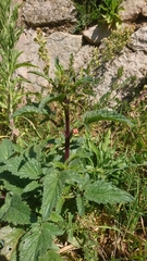 Scrophularia trifoliata