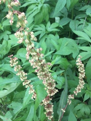 Rumex verticillatus