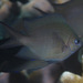 Spiny Chromis - Photo (c) Mark Rosenstein, some rights reserved (CC BY-NC-SA), uploaded by Mark Rosenstein