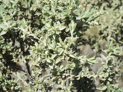 Atriplex obovata