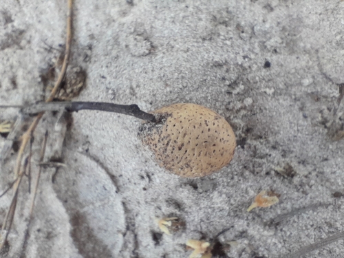 Image of Schinziophyton rautanenii by no rights reserved