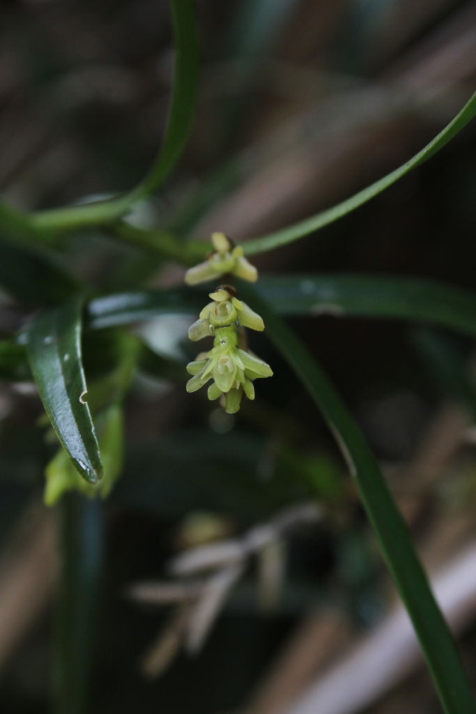 Epidendrum pseudoramosum Schltr. 3