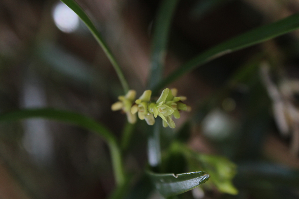 Epidendrum pseudoramosum Schltr. 2