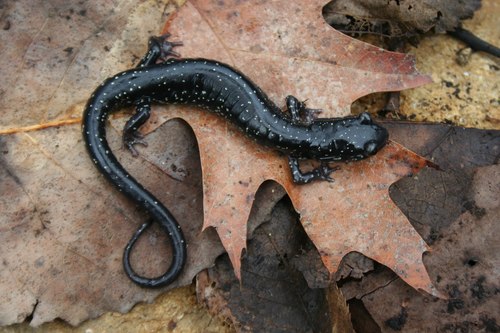 Mississippi Slimy Salamander