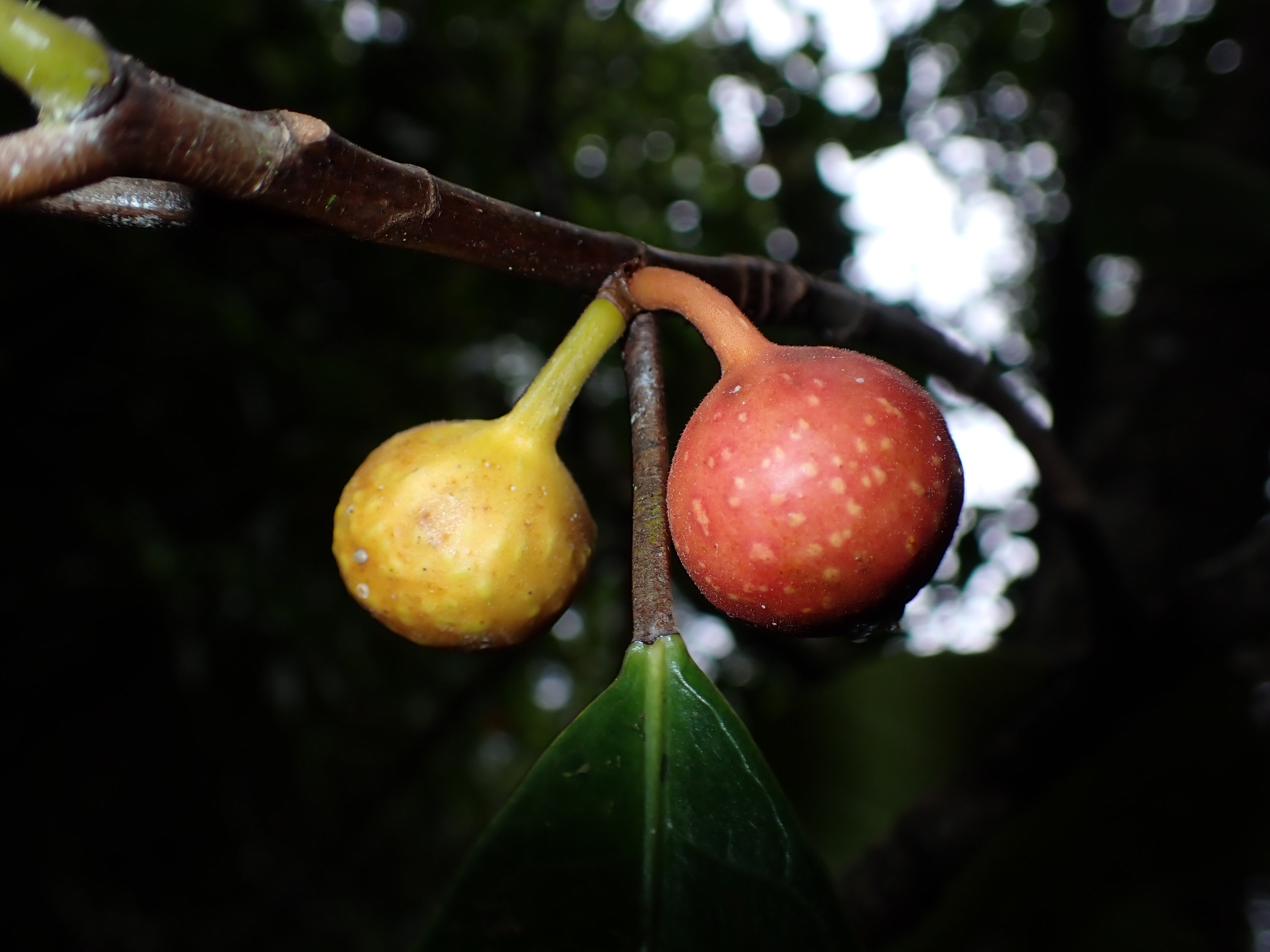 Ficus austrocaledonica