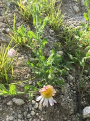 Aphanostephus ramosissimus