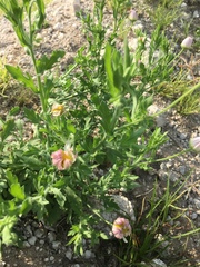 Aphanostephus ramosissimus