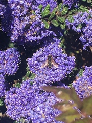 Anasimyia bilinearis
